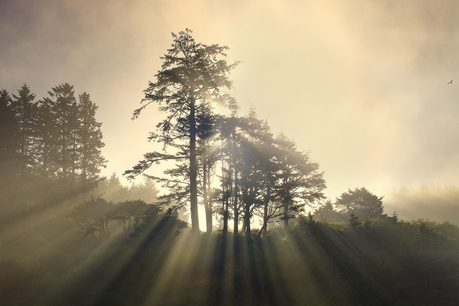 Central Oregon Coast Photo Workshop