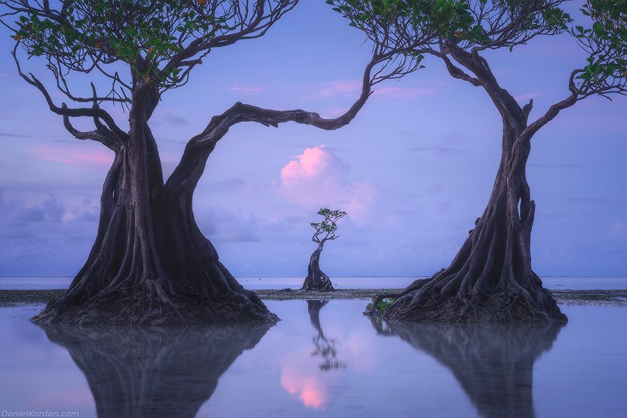Incredible Indonesia Photo Workshop Sumba Dancing Trees