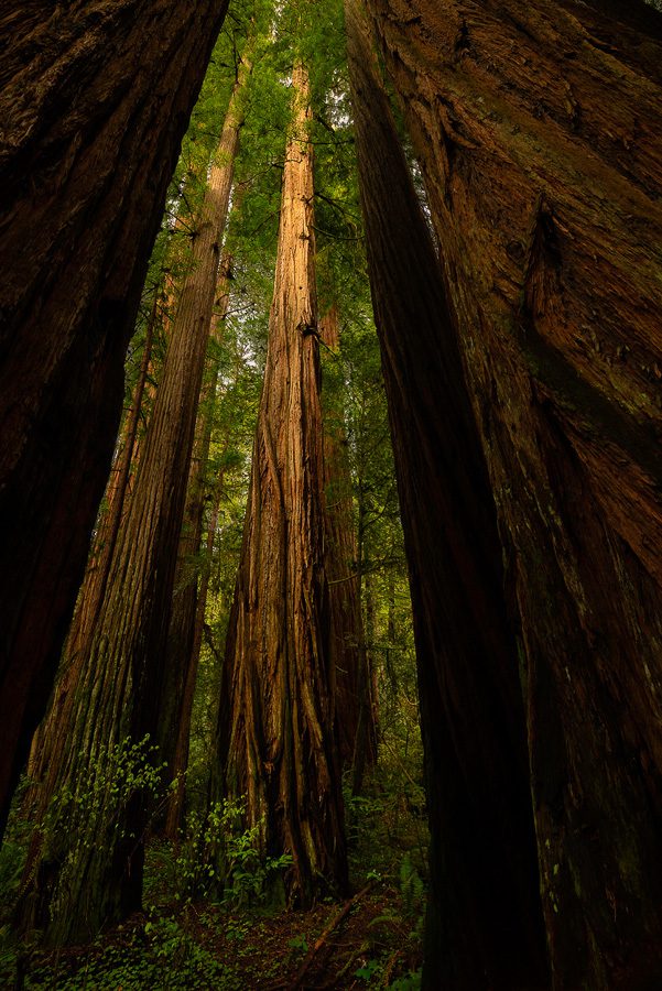 Oregon Coast Photography Workshop-33 Redwoods Photography