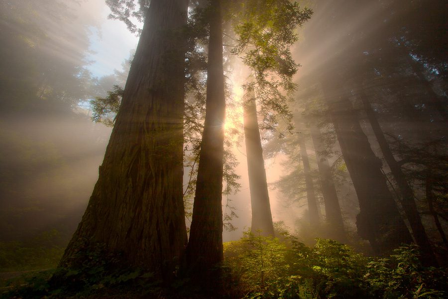 Redwoods Photo Workshop Northern California Photo Workshops