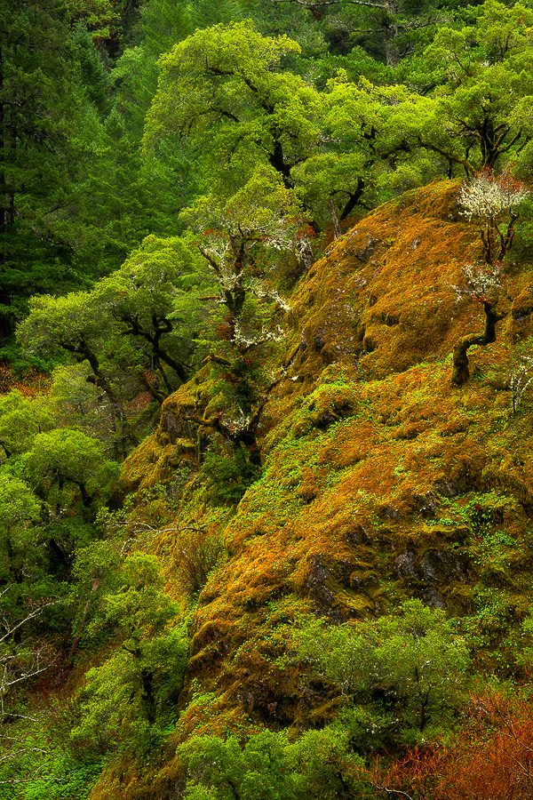 Redwoods Photo Workshop