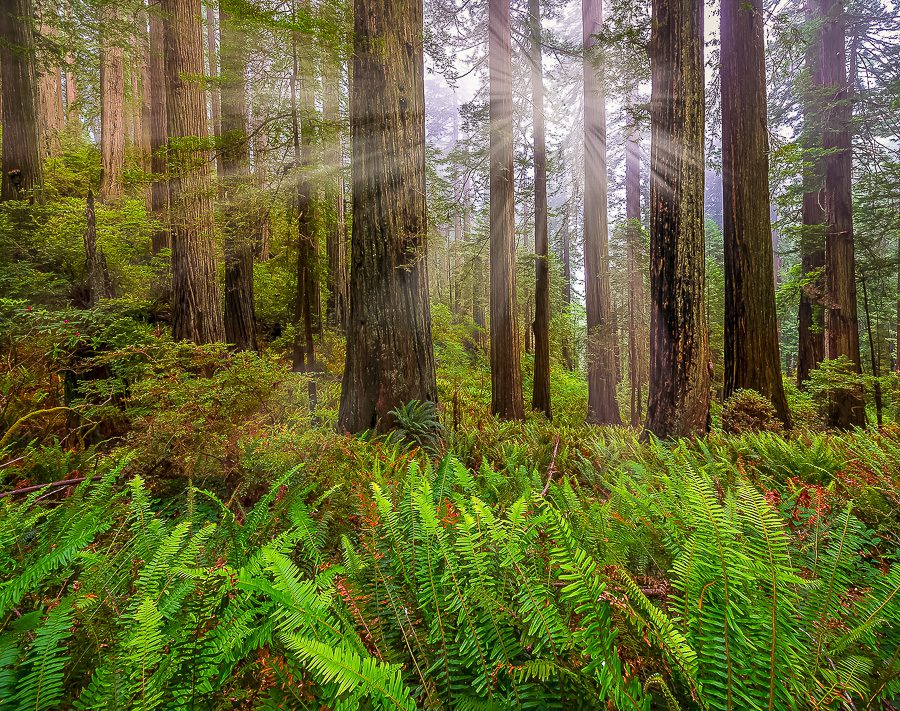 Redwoods Photo Workshop