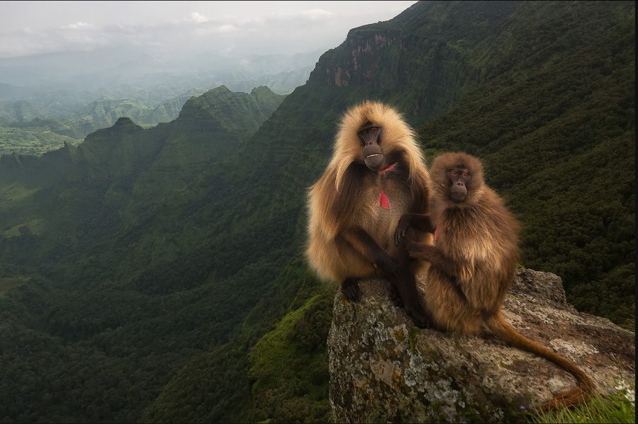 Ethiopia Photo Workshop Simien Mountains Baboons