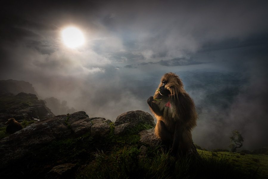 Ethiopia Photo Workshop Simien Mountains Baboons