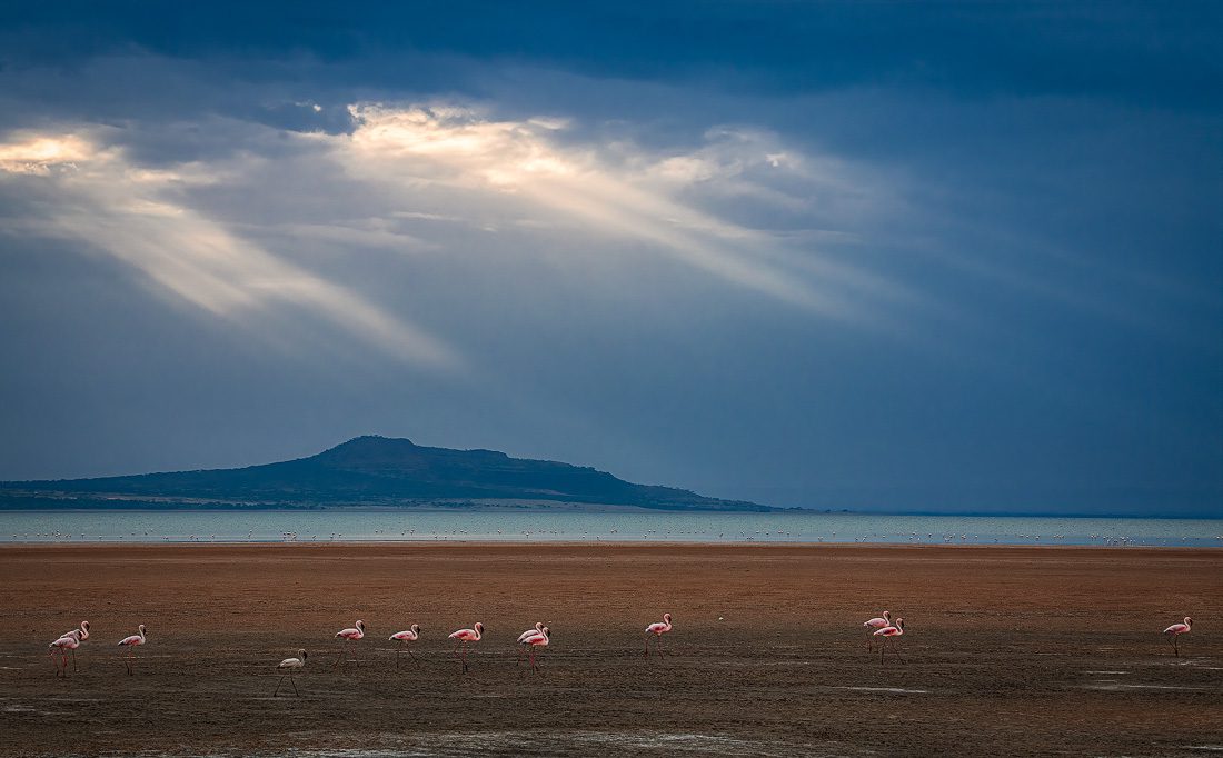 Flamingos Ethiopia
