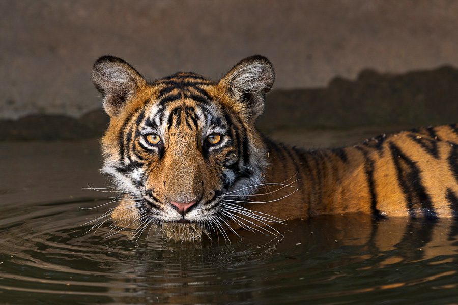 India Wild Tigers Safari Photo Workshop Wildlife Photography Cover