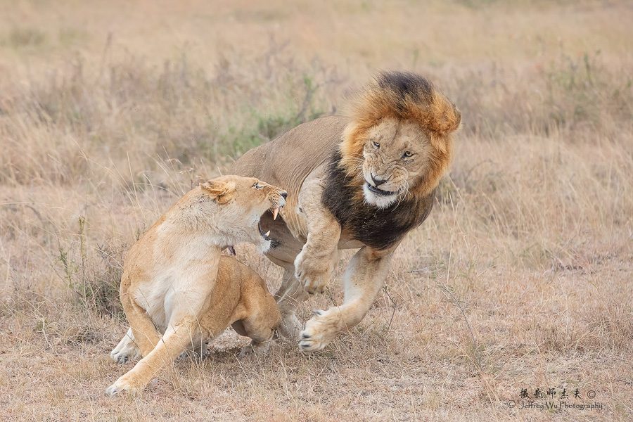 Kenya by Land Air and Night Migrations