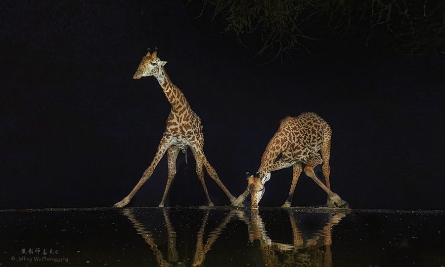 Kenya Wildlife Photo Safari-46