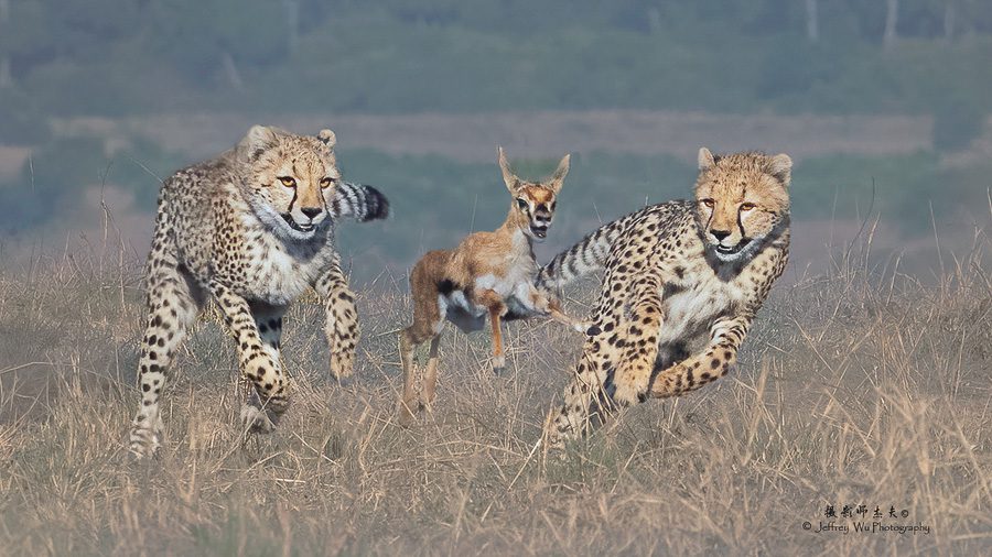 Kenya Wildlife Photo Safari-57