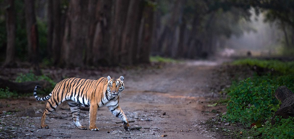 India Tigers Photography Workshop