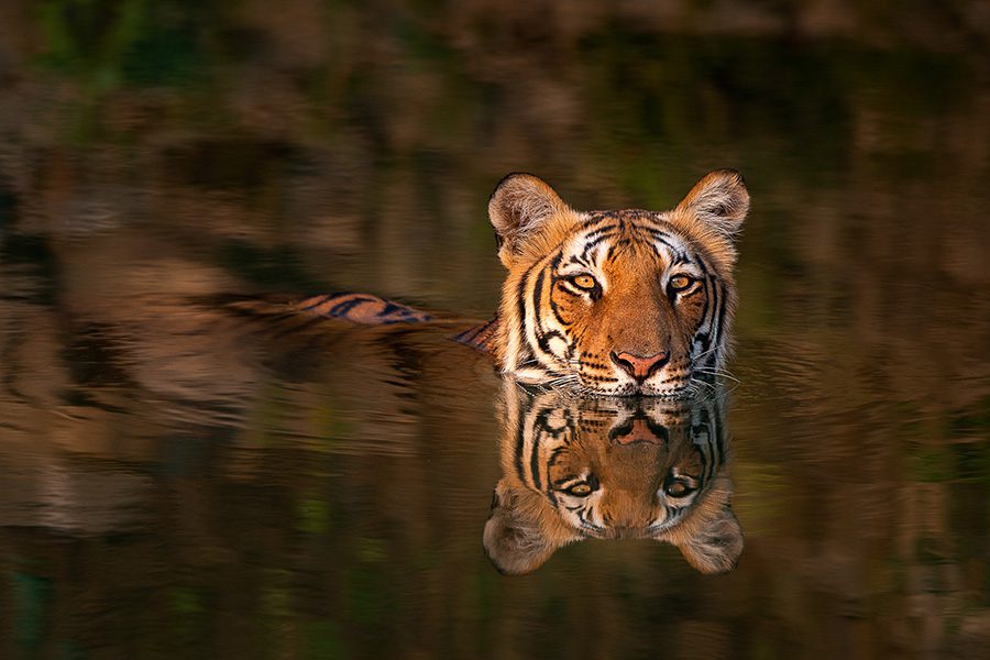 Safari in India: Meet the Royal Bengal Tiger