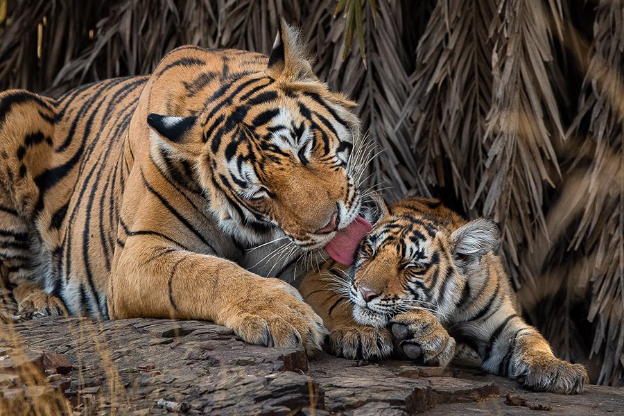 Wild Tigers Safari Photography Workshop India