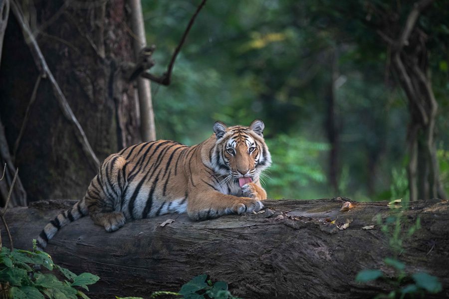 Nepal and India Count their Bengals in Tiger Census