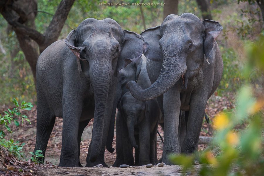 Wild Tigers Safari Photography Workshop India