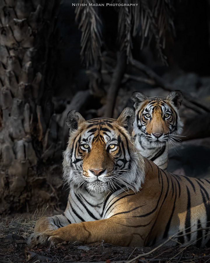 Wild Tigers Safari Photography Workshop India