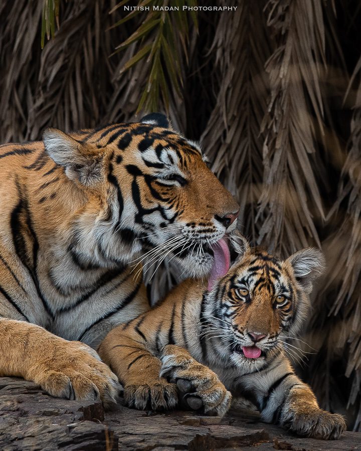 Wild Tigers Safari Photography Workshop India