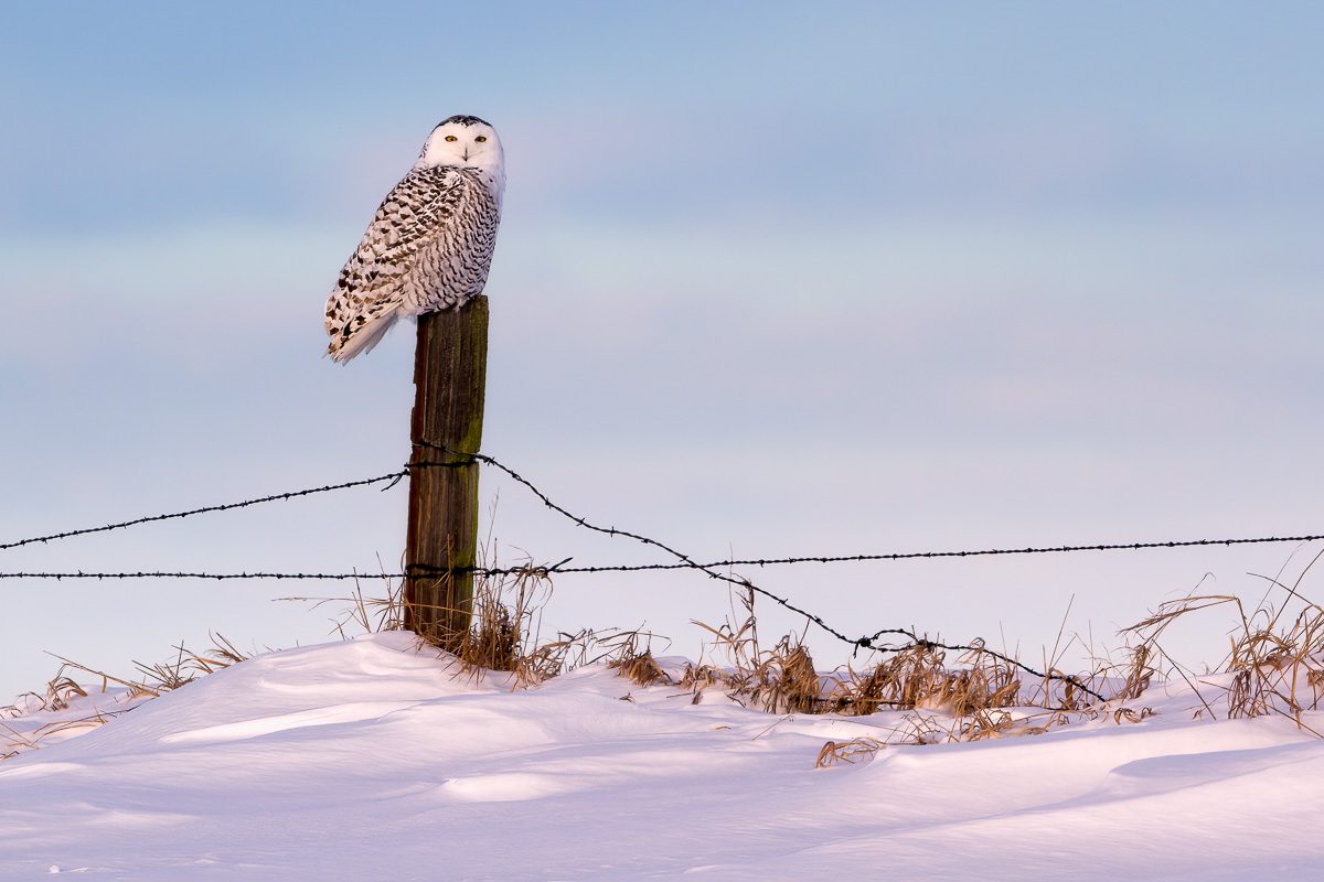 Canadian Rockies Winter Workshop Snowy Owl