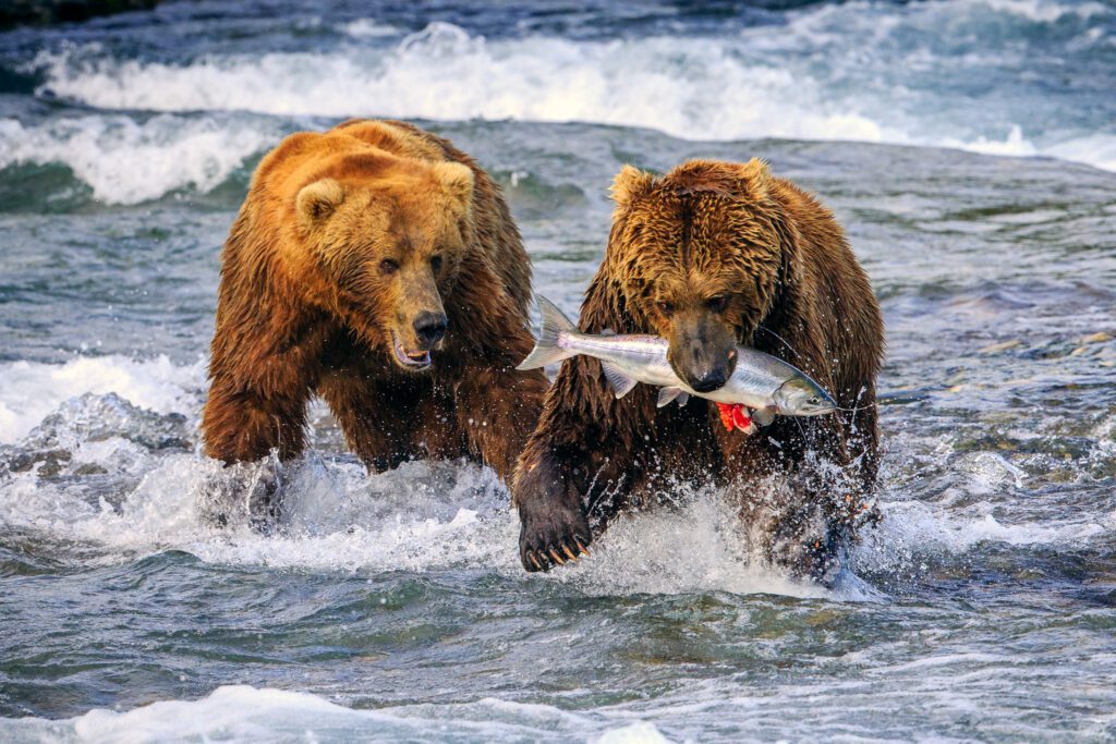 Fishing Brown Bears 
