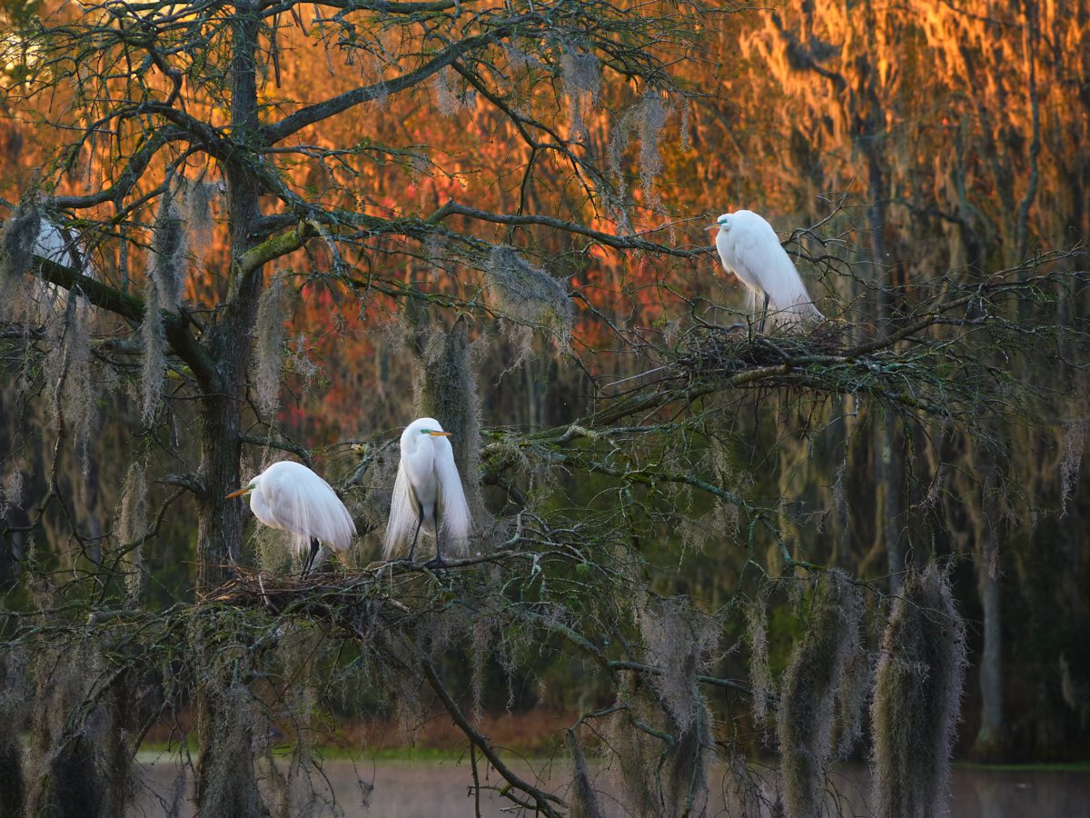 South Carolina Plantations Photo Workshop South Carolina Plantations Photo Workshop