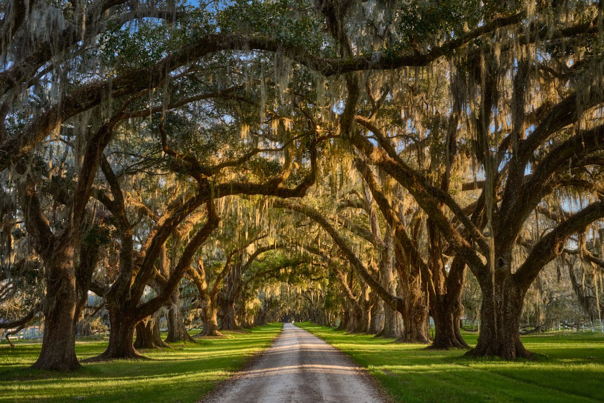 South Carolina Plantations Photo Workshop South Carolina Plantations Photo Workshop