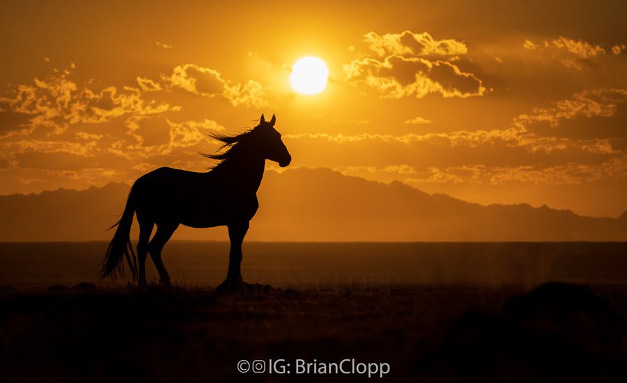 Utah Wild Horses Photography Workshop