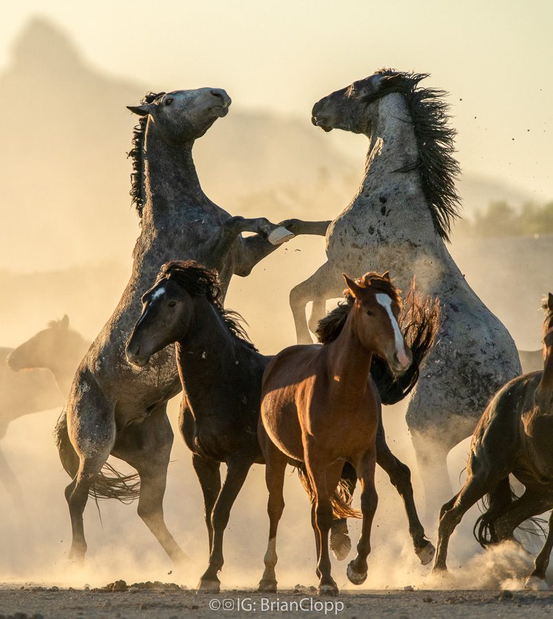 Utah Wild Horses Photography Workshop