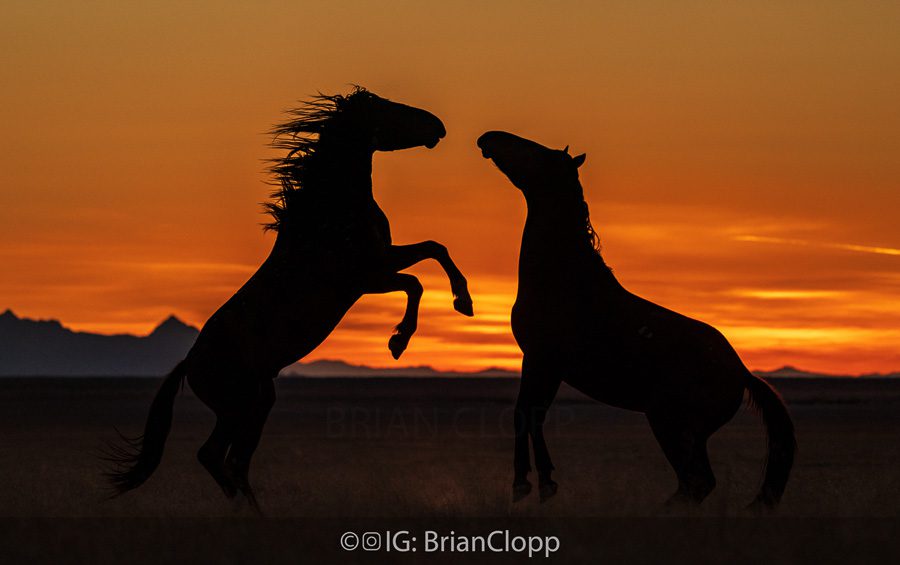 Utah Wild Horses Photography Workshop
