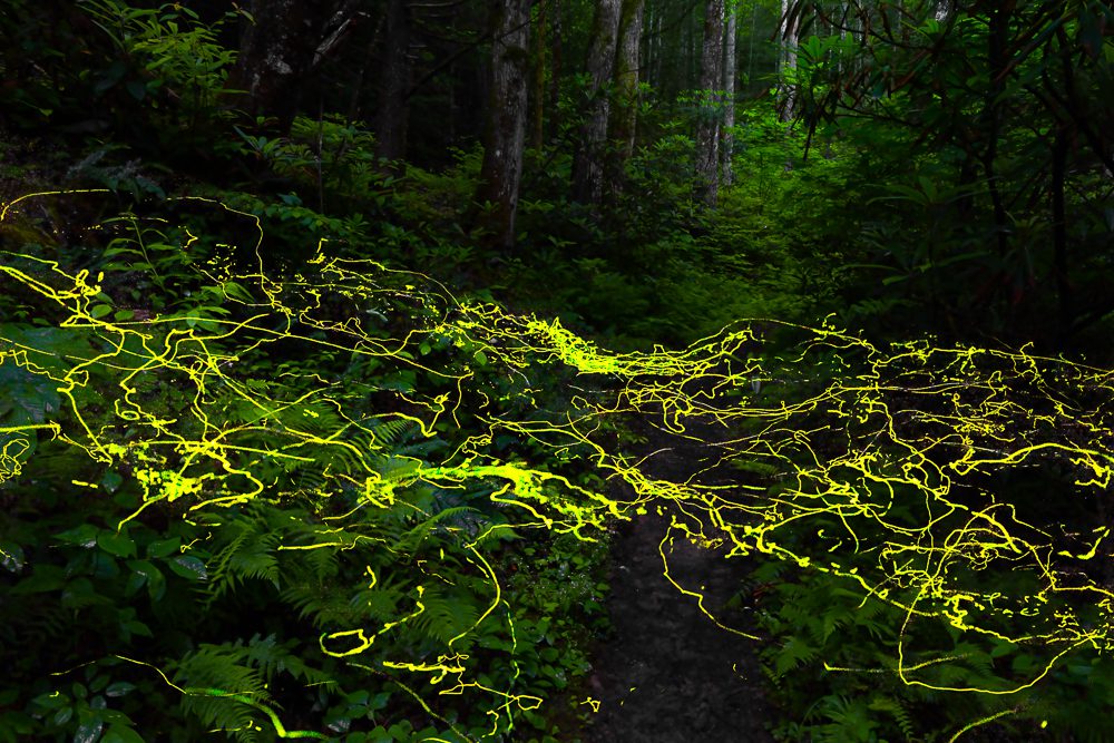 Blue Ghost Fireflies Near Asheville just