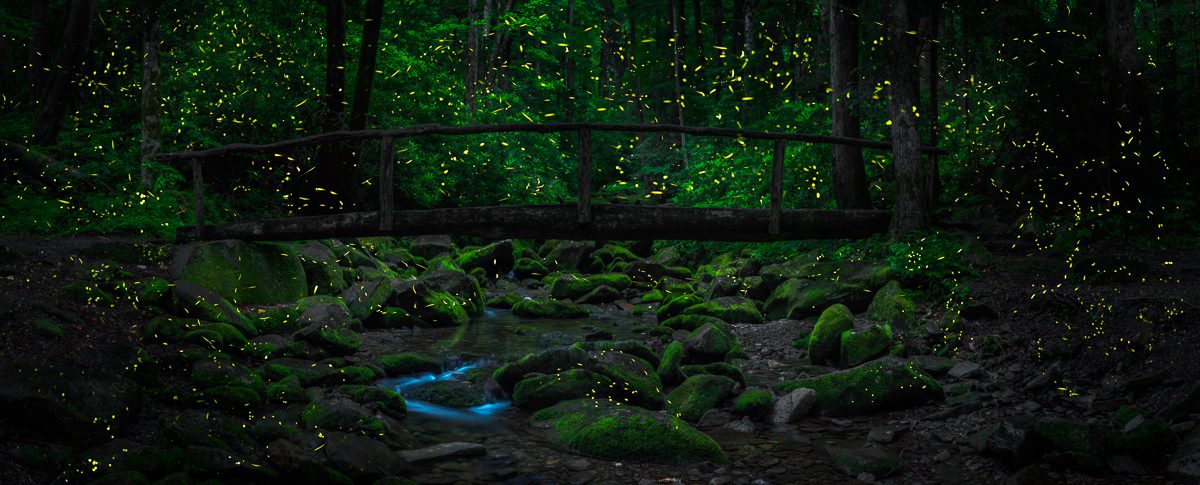 Great Smoky Mountains Photo Workshop Synchronous Fireflies
