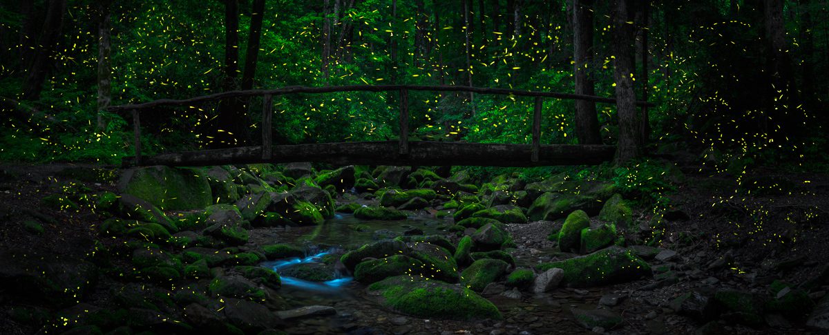 Word from the Smokies: A firefly season recap from the experts