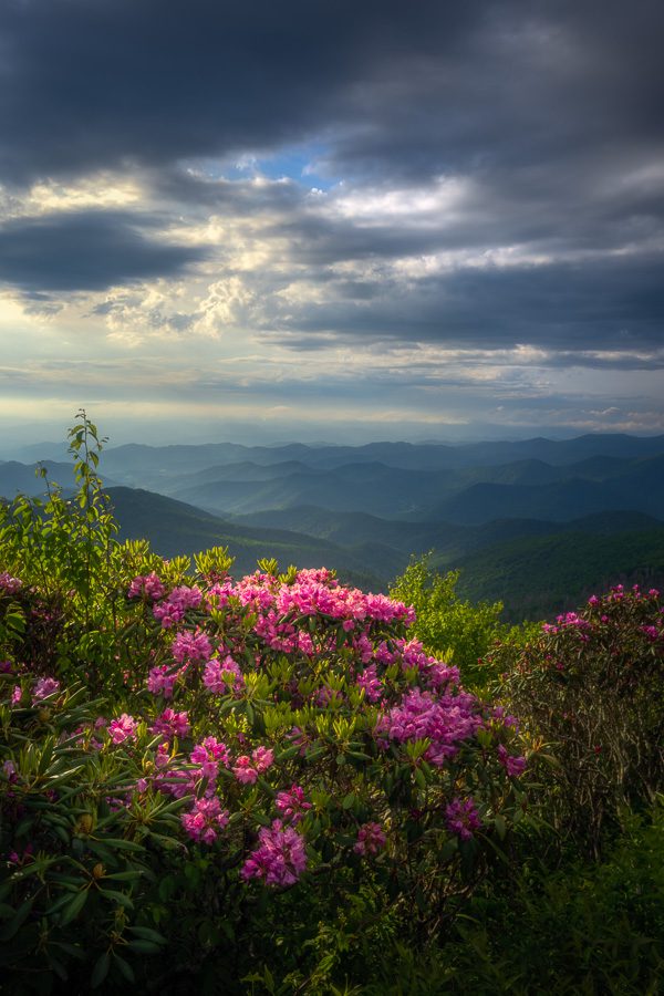 Great Smoky Mountains Photo Workshop Wildflowers