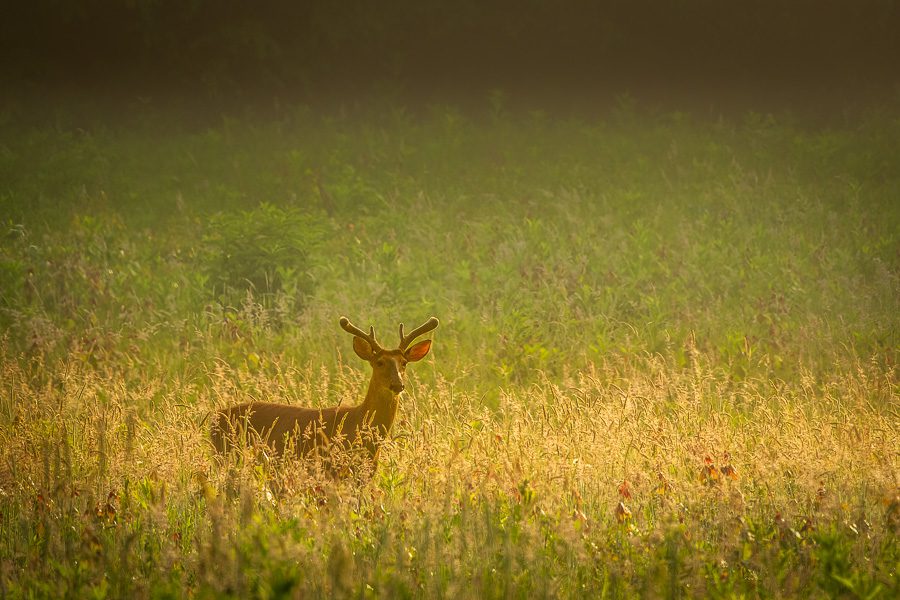 Great Smoky Mountains Spring Photo Workshop