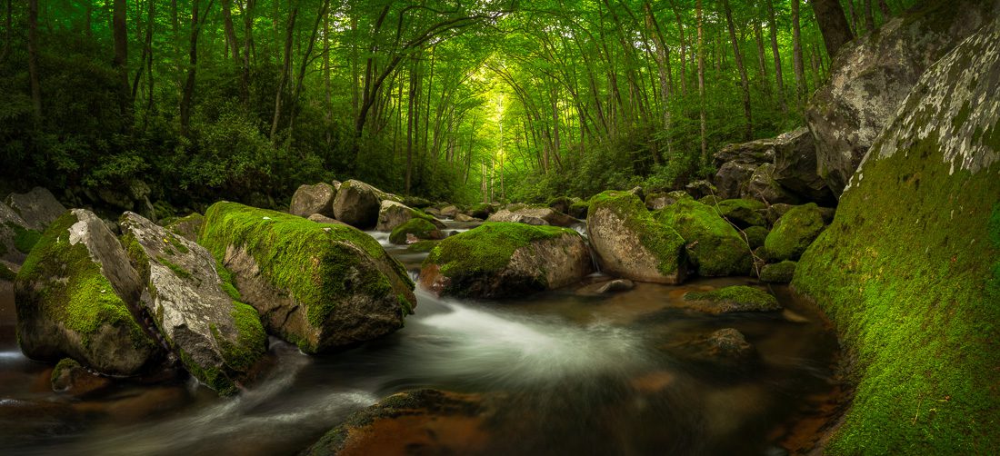 Blue Ghost Fireflies Photo — Travel and Wildlife Photographer