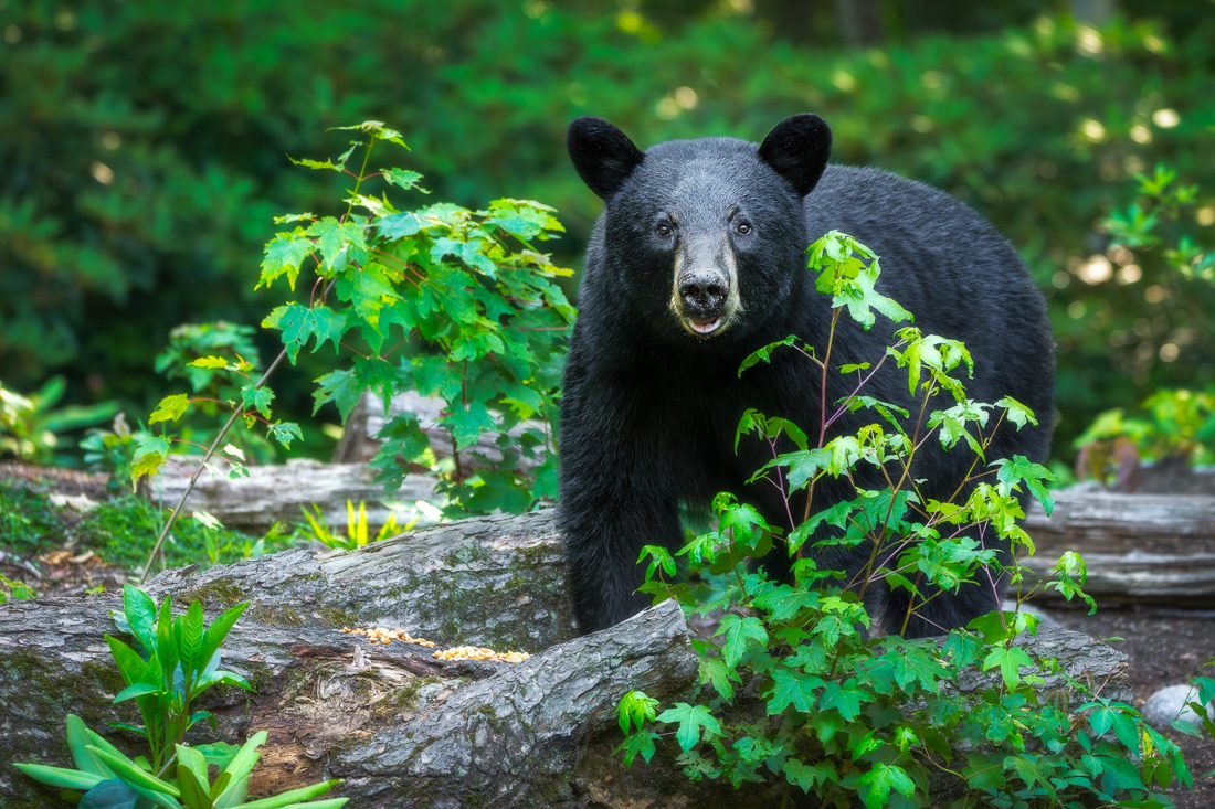 Great Smoky Mountains Spring Photo Workshop Black Bear