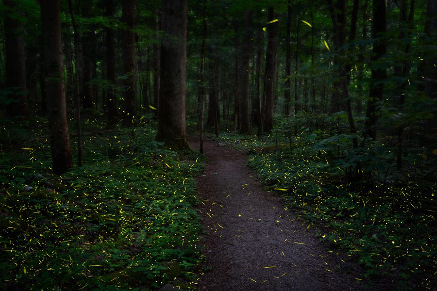 Synchronous Fireflies Great Smoky Mountains Spring Photo Workshop