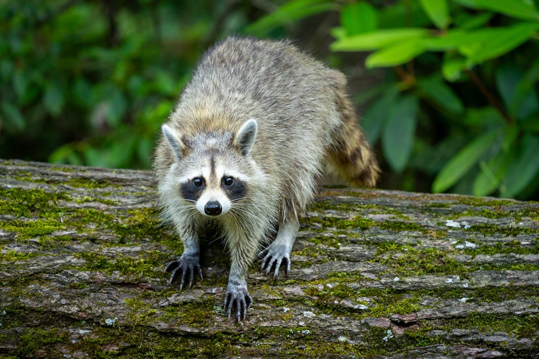 Great Smoky Mountains Spring Photo Workshop Racoon Great Smoky Mountains Spring Photo Workshop