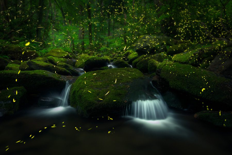 Great Smoky Mountains Spring Photo Workshop Synchronous Fireflies