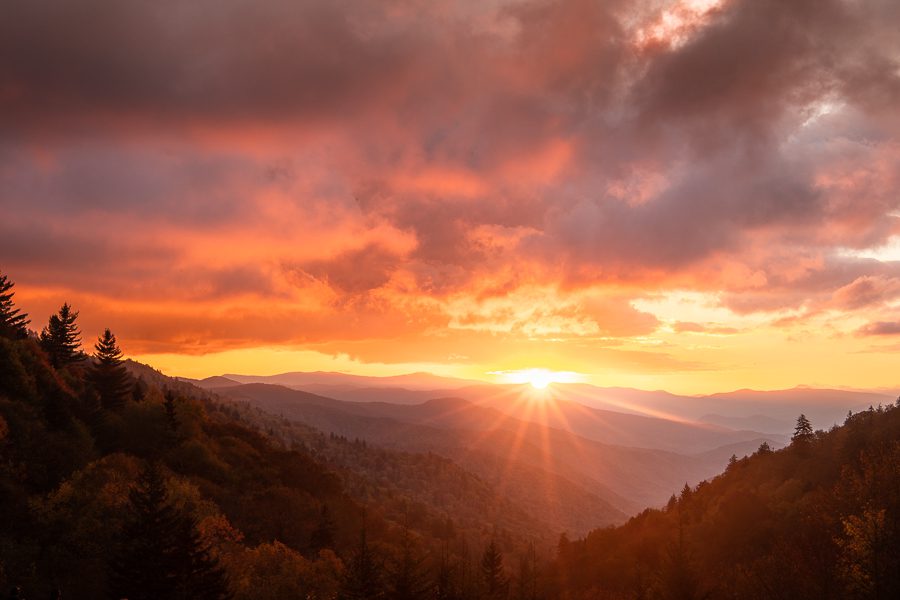 Word from the Smokies: A firefly season recap from the experts