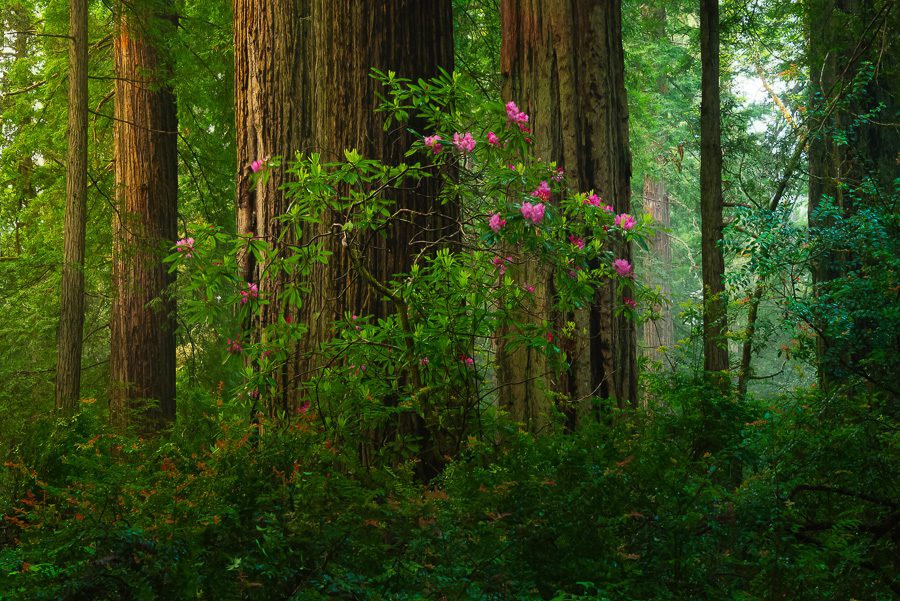 Redwoods Photography Workshop