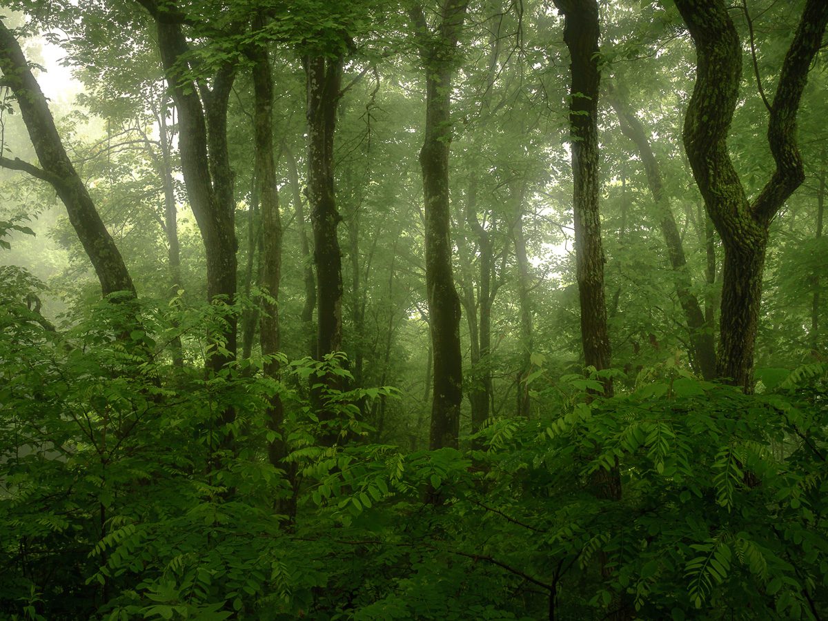 Spring in the Great Smoky Mountains Photo Workshop Spring in the Great Smoky Mountains Photo Workshop