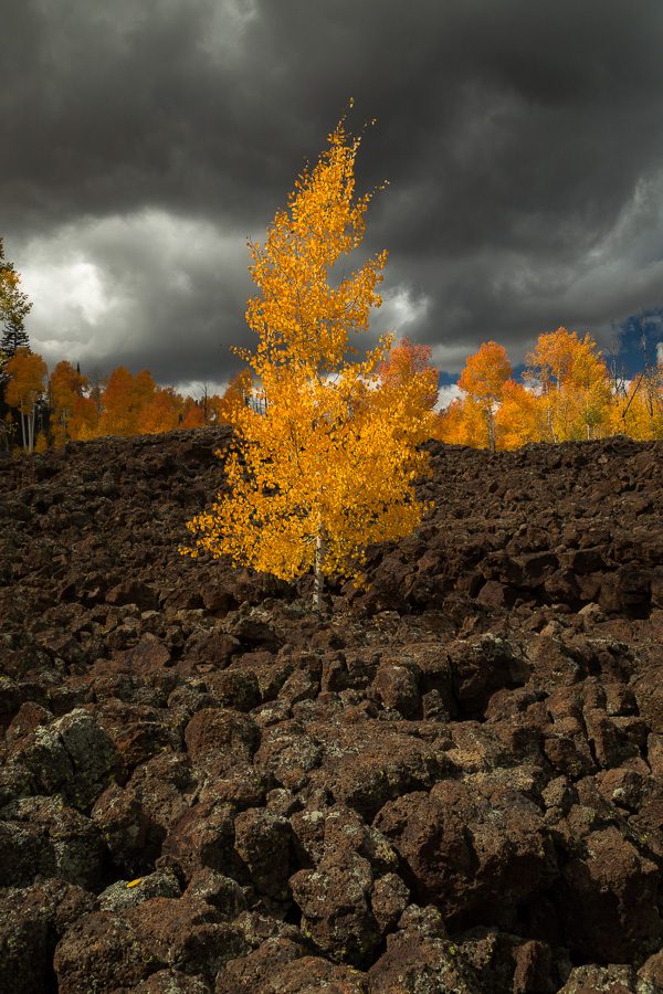 Utah Autumn Photo Workshops Red Rocks and Aspens