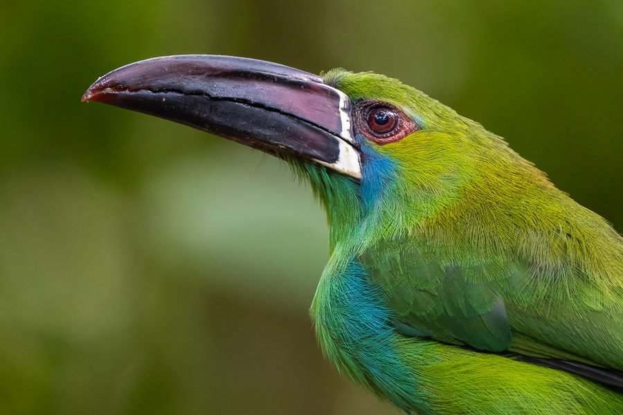 Ecuador Tropical Birds Photo Workshop