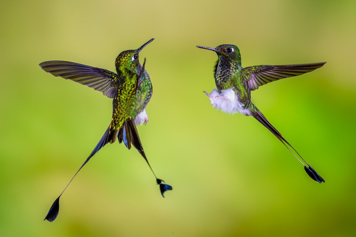 From Amazon to Andes Ecuador Tropical Birds Photo Workshop