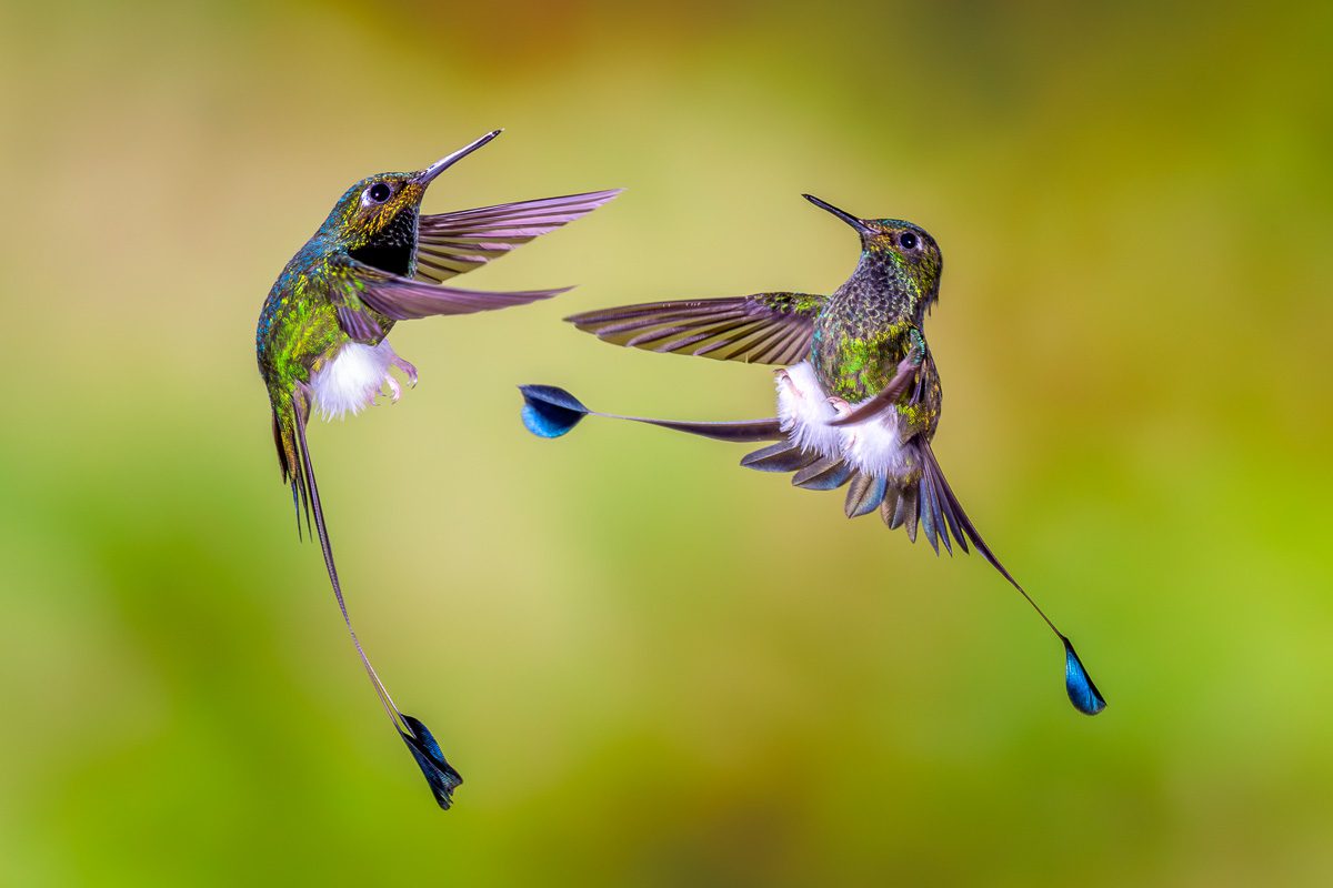 From Amazon to Andes Ecuador Tropical Birds Photo Workshop