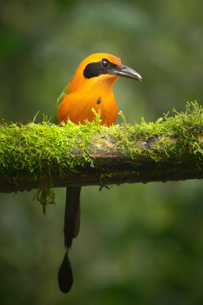 From Amazon to Andes Ecuador Tropical Birds Photo Workshop