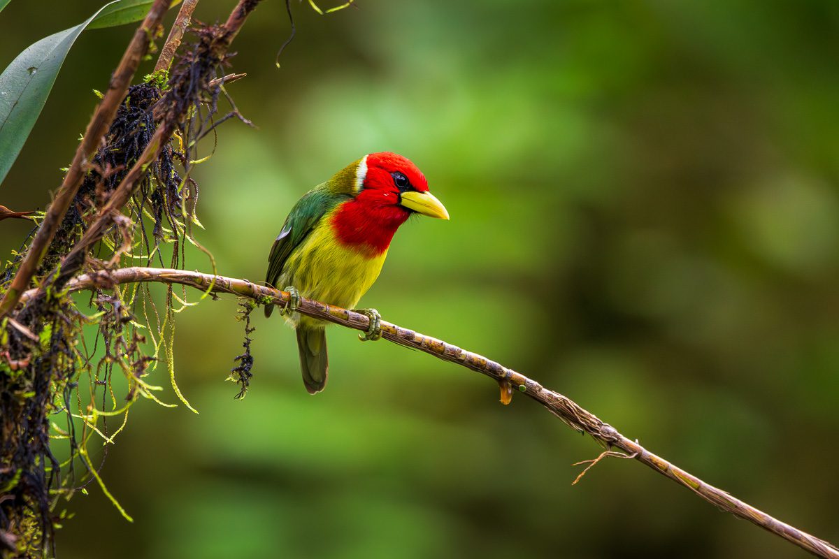 From Amazon to Andes Ecuador Tropical Birds Photo Workshop
