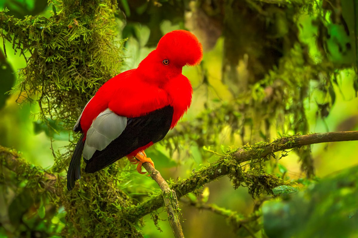 From Amazon to Andes Ecuador Tropical Birds Photo Workshop
