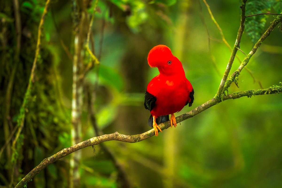 From Amazon to Andes Ecuador Tropical Birds Photo Workshop