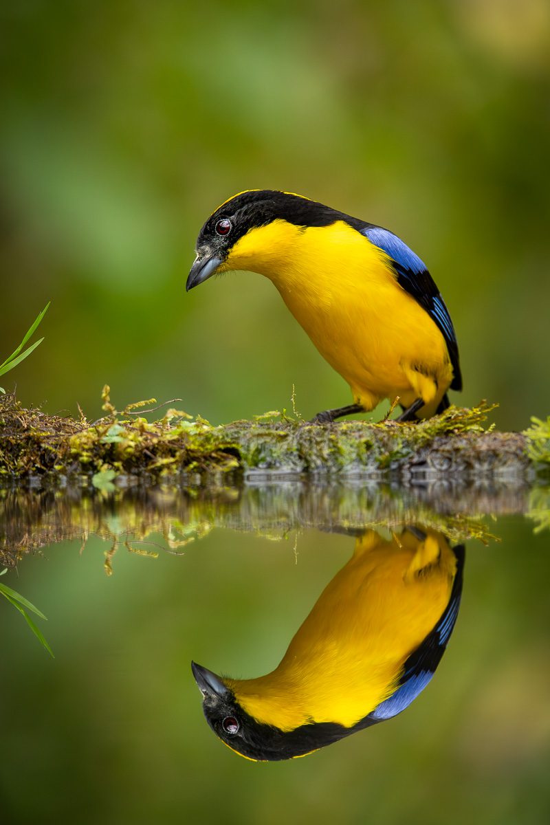 From Amazon to Andes Ecuador Tropical Birds Photo Workshop