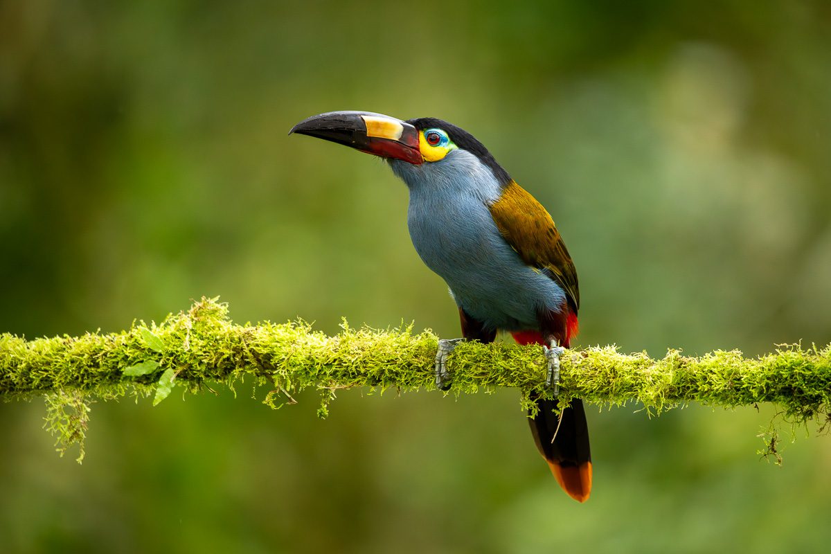From Amazon to Andes Ecuador Tropical Birds Photo Workshop